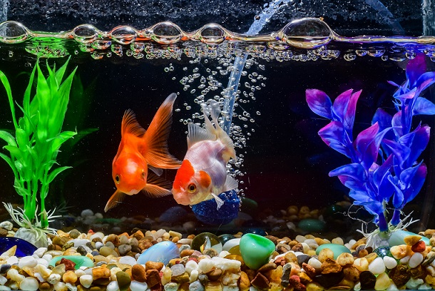 aquarium , Goldfish
