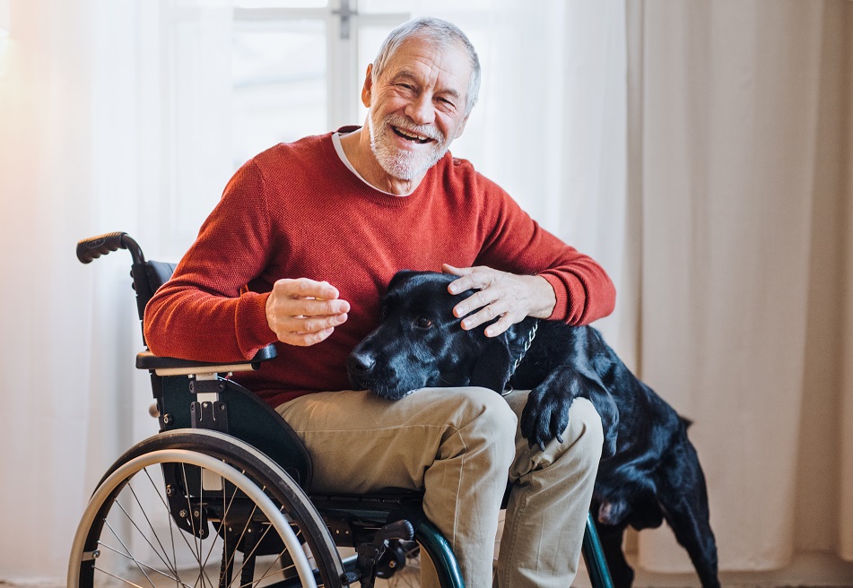 A disabled senior man in wheelchair in home playing with a pet dog , entertained
