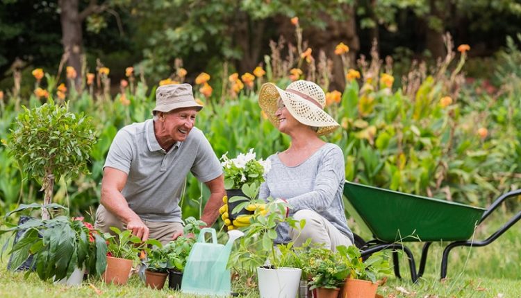 a senior couple gardening